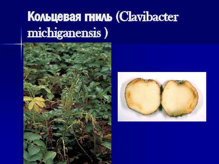 Кольцевая гниль (Clavibacter michiganensis ) 