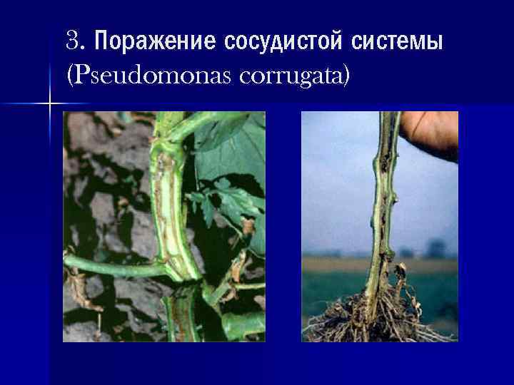 3. Поражение сосудистой системы (Pseudomonas corrugata) 