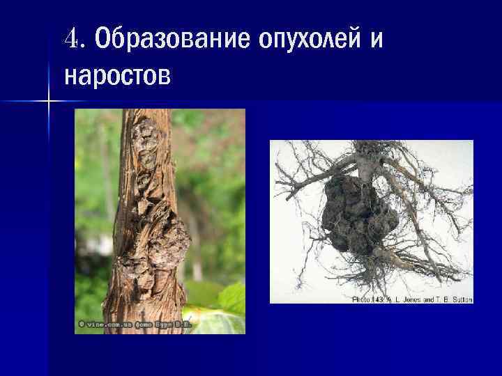 4. Образование опухолей и наростов 