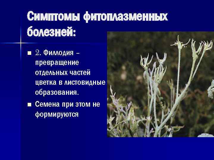 Симптомы фитоплазменных болезней: n n 2. Филлодия – превращение отдельных частей цветка в листовидные