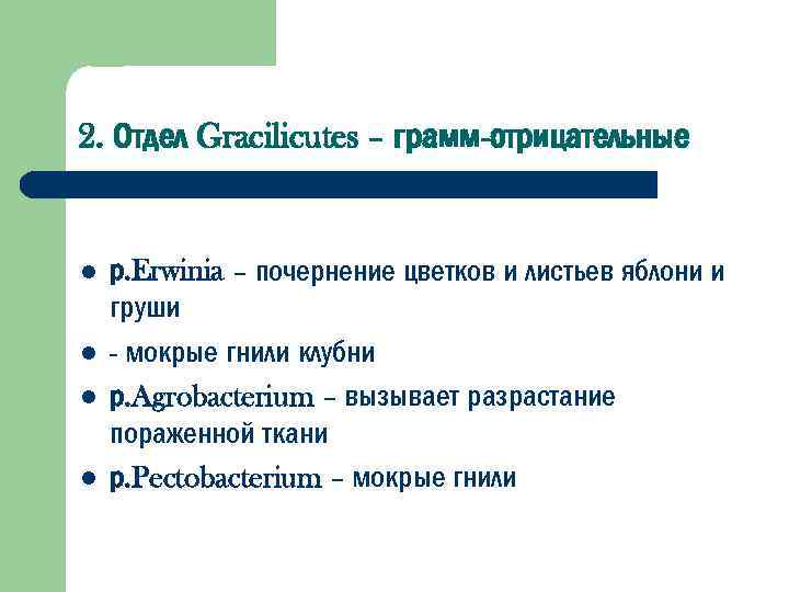 2. Отдел Gracilicutes – грамм-отрицательные l l р. Erwinia – почернение цветков и листьев