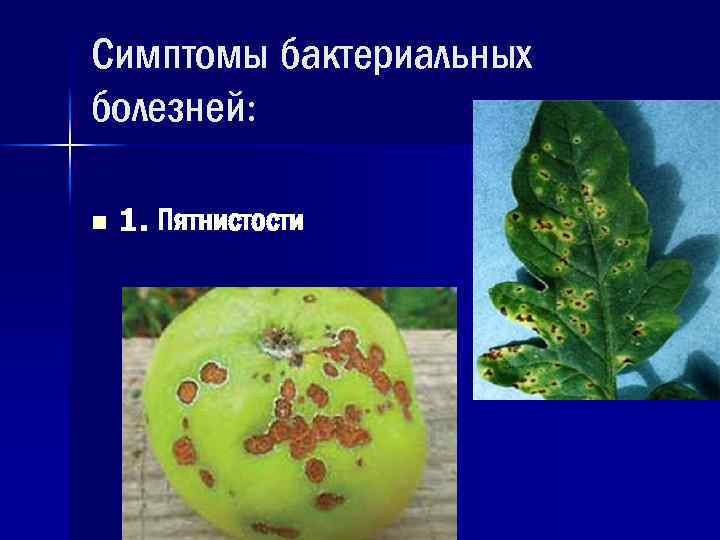 1 бактериальное заболевание. Бактериальные болезни растений 6 класс. Заболевания растений вызванные бактериями. Болезни растений вызываемые бактериями. Сообщение о бактериальных болезнях растений.