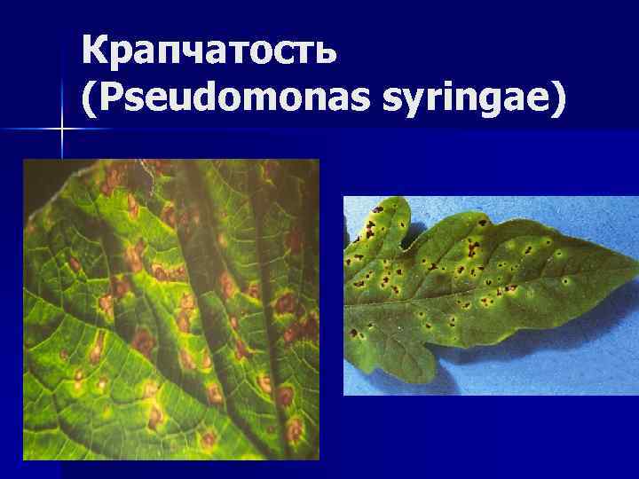 Крапчатость (Pseudomonas syringae) 