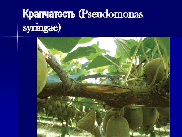 Крапчатость (Pseudomonas syringae) 