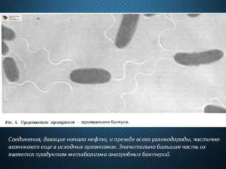 Соединения, дающие начало нефти, и прежде всего углеводороды, частично возникают еще в исходных организмах.