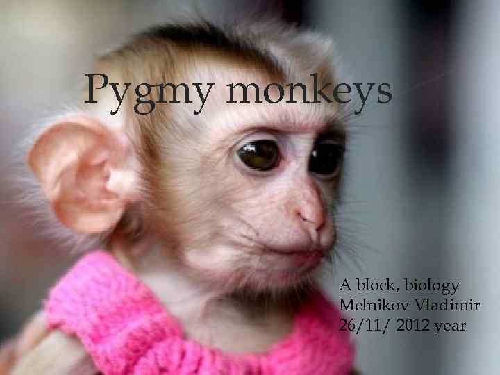 Pygmy monkeys Pygmy Marmoset: Biology biology A block, Vladimir Melnikov November 26, 2012 Melnikov