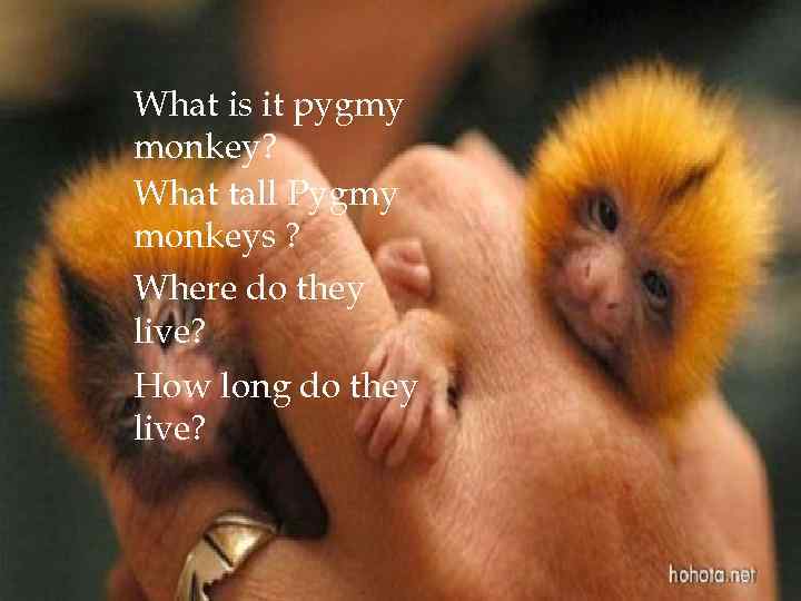 What is it pygmy monkey? What tall Pygmy monkeys ? Where do they live?