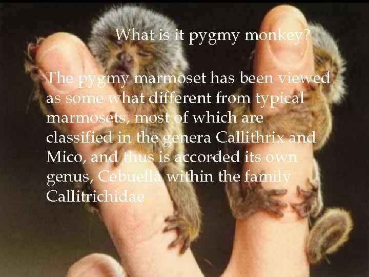 What is it pygmy monkey? The pygmy marmoset has been viewed as some what