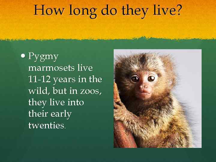 How long do they live? Pygmy marmosets live 11 -12 years in the wild,