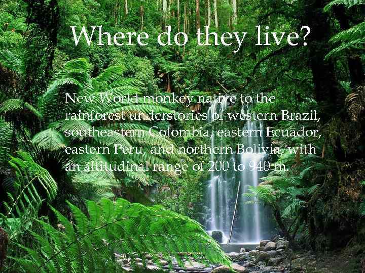 Where do they live? New World monkey native to the rainforest understories of western