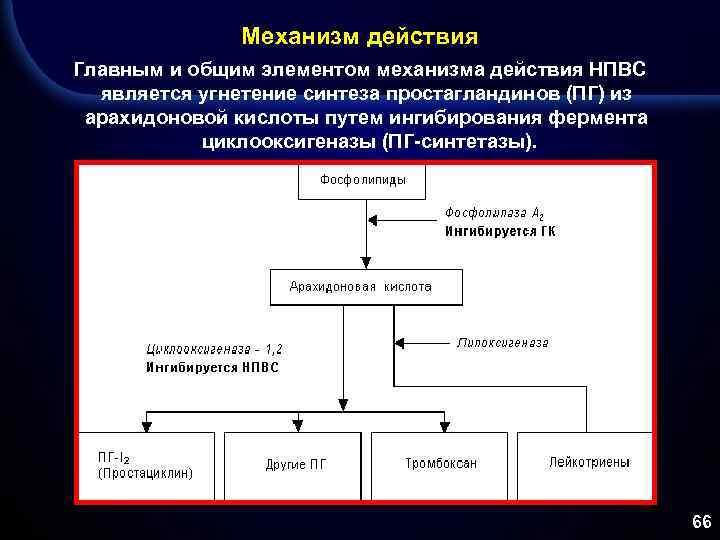 Механизм действия Главным и общим элементом механизма действия НПВС является угнетение синтеза простагландинов (ПГ)