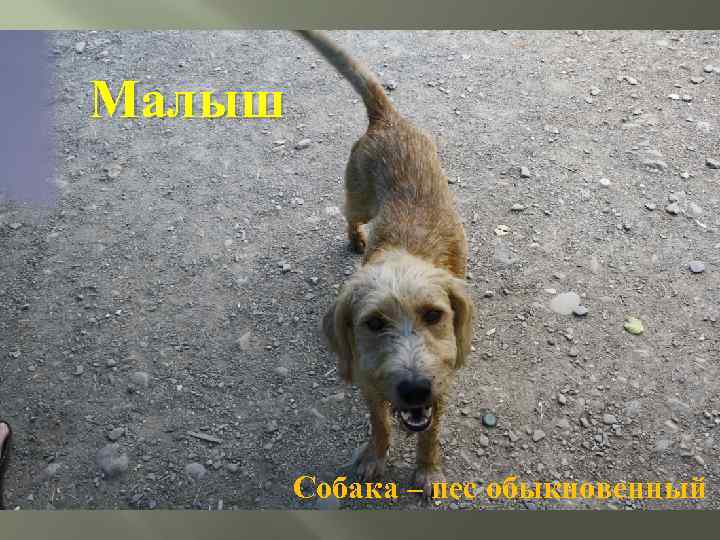 Малыш Собака – пес обыкновенный 