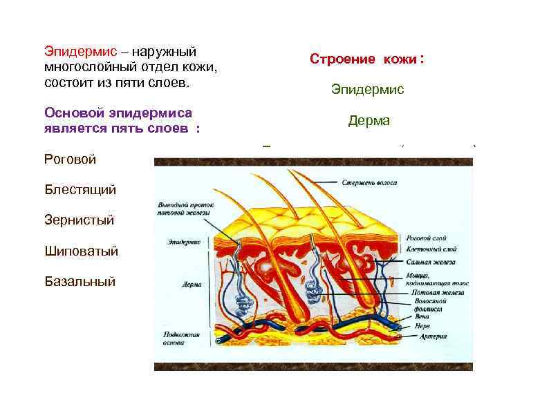 Особенности кожицы. Особенности строения кожи у детей. Морфологическая структура кожи. Строение кожи губ человека. Особенности строения дермы детской кожи.