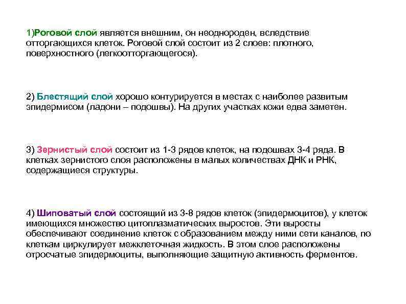 1)Роговой слой является внешним, он неоднороден, вследствие отторгающихся клеток. Роговой слой состоит из 2