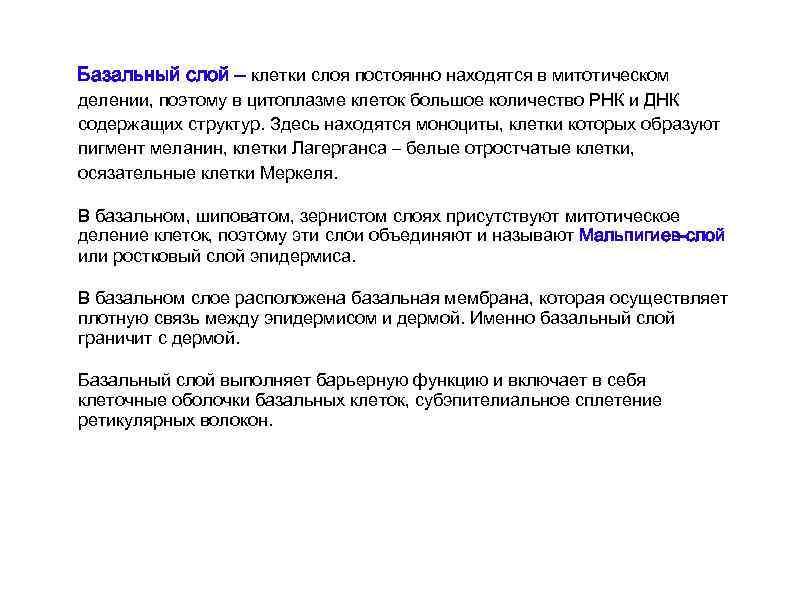 Базальный слой – клетки слоя постоянно находятся в митотическом делении, поэтому в цитоплазме клеток