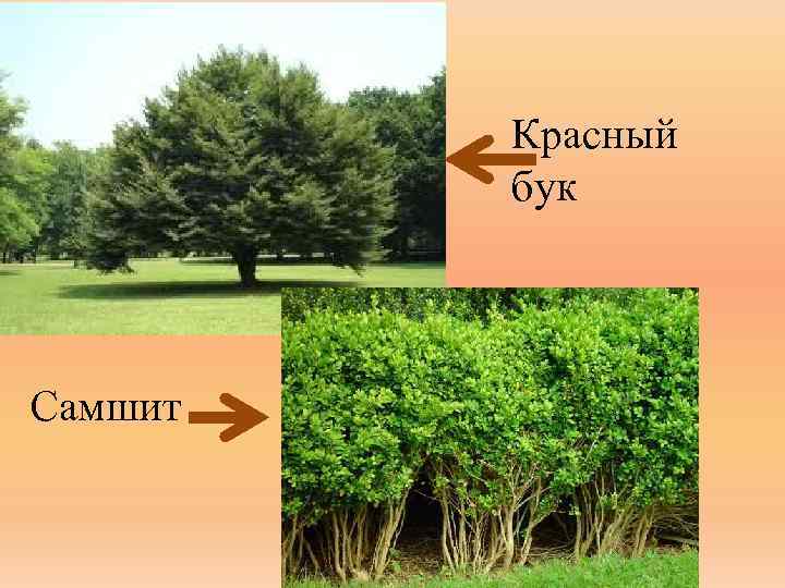 Красный бук Самшит 