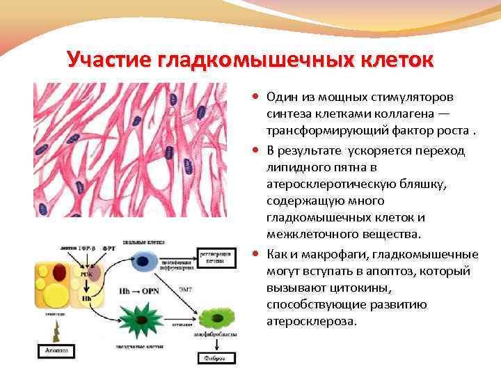 Схема гладкомышечной клетки