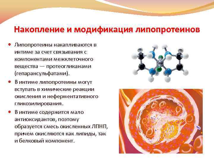Накопление и модификация липопротеинов Липопротеины накапливаются в интиме за счет связывания с компонентами межклеточного