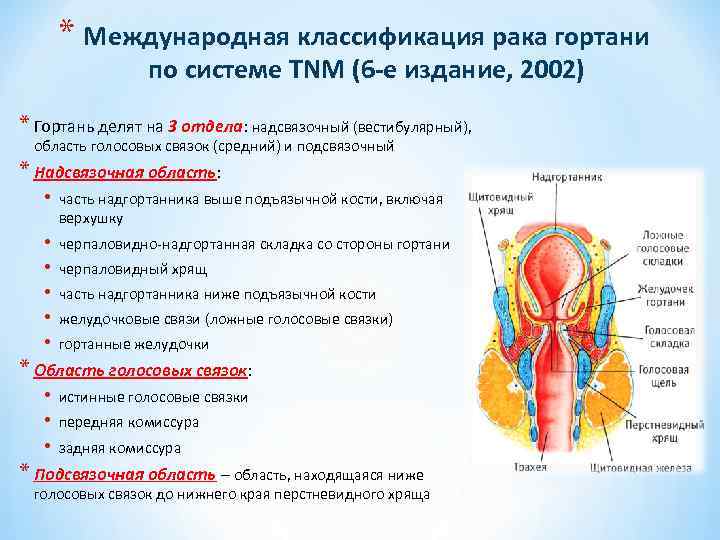 * Международная классификация рака гортани по системе ТNM (6 -е издание, 2002) * Гортань
