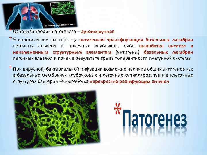 * Основная теория патогенеза – аутоиммунная * Этиологические факторы → антигенная трансформация базальных мембран