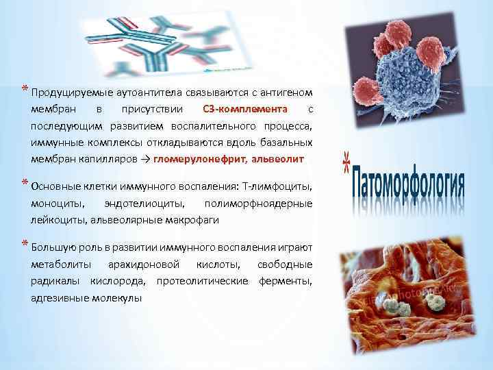 * Продуцируемые аутоантитела связываются с антигеном мембран в присутствии С 3 -комплемента с последующим
