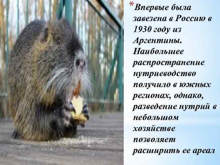 *Впервые была . завезена в Россию в 1930 году из Аргентины. Наибольшее распространение нутриеводство