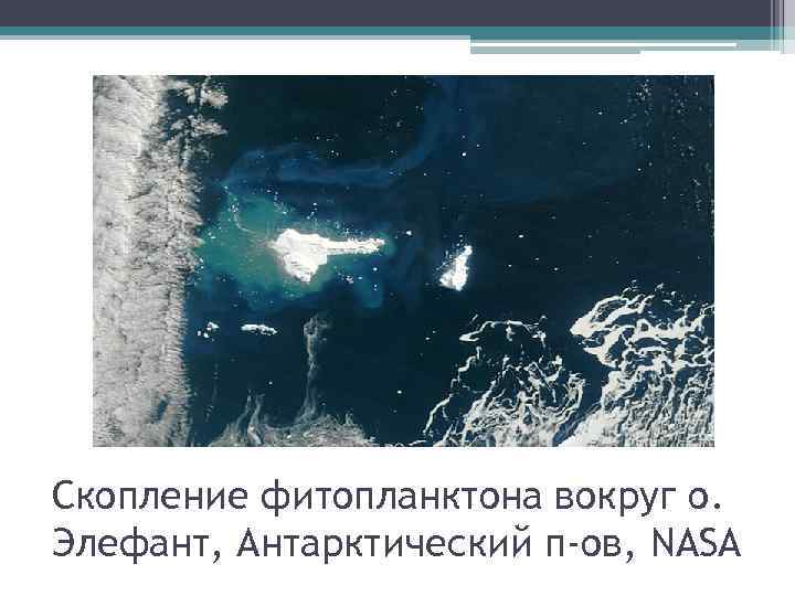 Скопление фитопланктона вокруг о. Элефант, Антарктический п-ов, NASA 