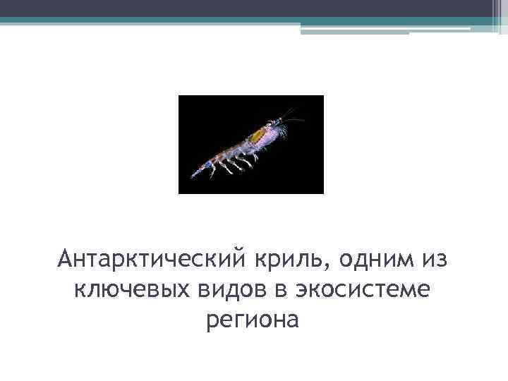 Антарктический криль, одним из ключевых видов в экосистеме региона 