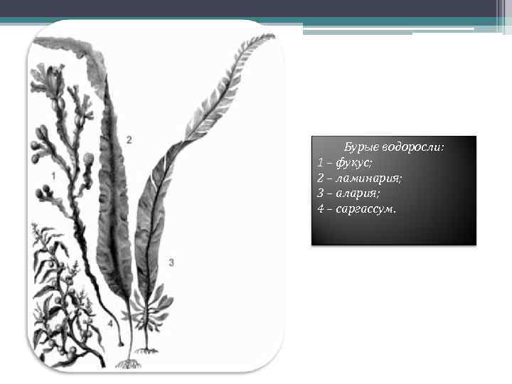 Бурые водоросли: 1 – фукус; 2 – ламинария; 3 – алария; 4 – саргассум.
