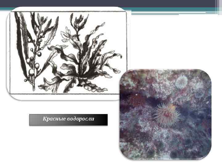 Красные водоросли 