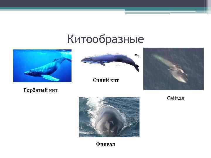 Китообразные Синий кит Горбатый кит Сейвал Финвал 