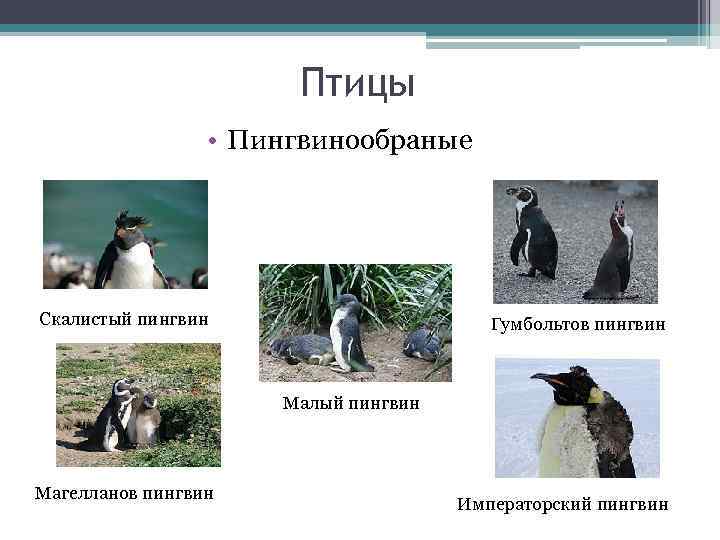 Птицы • Пингвинообраные Скалистый пингвин Гумбольтов пингвин Малый пингвин Магелланов пингвин Императорский пингвин 