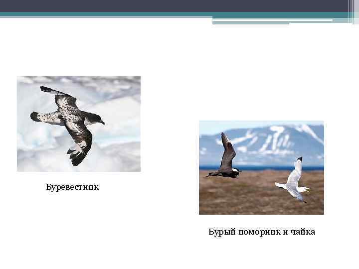Буревестник Бурый поморник и чайка 