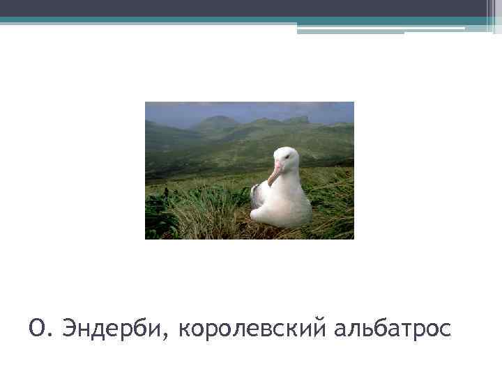 О. Эндерби, королевский альбатрос 