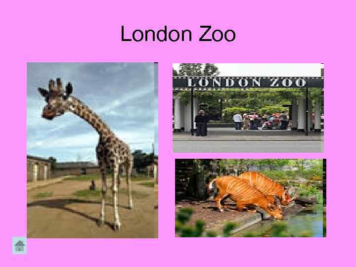 London Zoo 