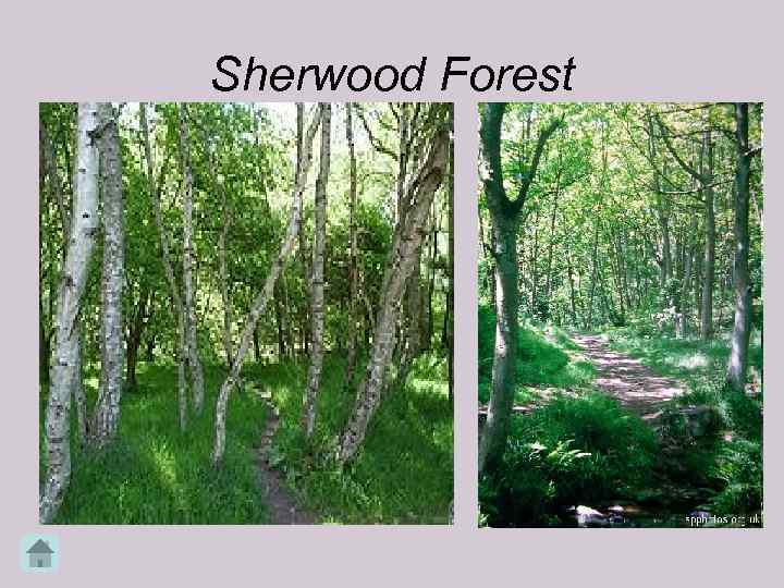 Sherwood Forest 