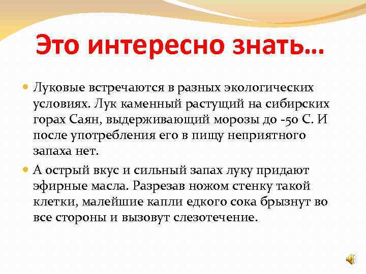 Это интересно знать… Луковые встречаются в разных экологических условиях. Лук каменный растущий на сибирских