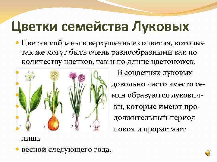 Овощные культуры семейства луковые