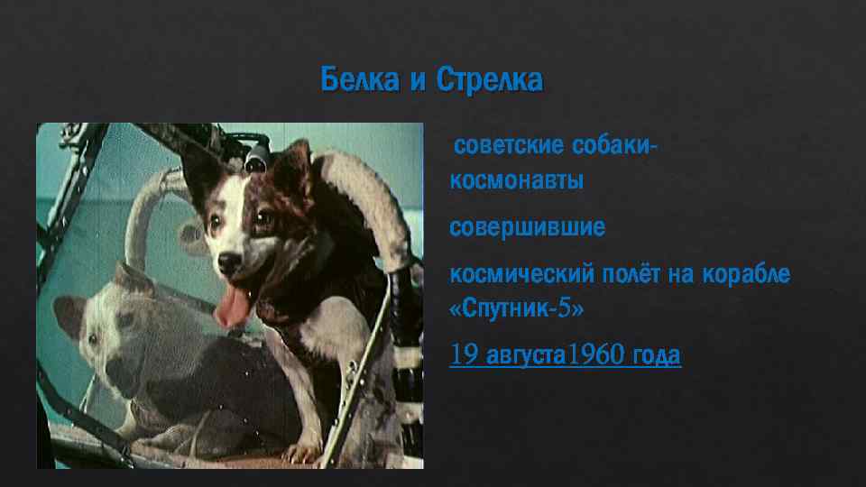 Белка и Стрелка советские собакикосмонавты совершившие космический полёт на корабле «Спутник-5» 19 августа 1960