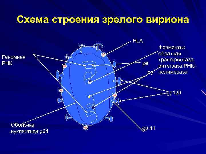 Схема строения зрелого вириона HLA Геномная РНК Ферменты: обратная транскриптаза, р9 интеграза, РНКP 7