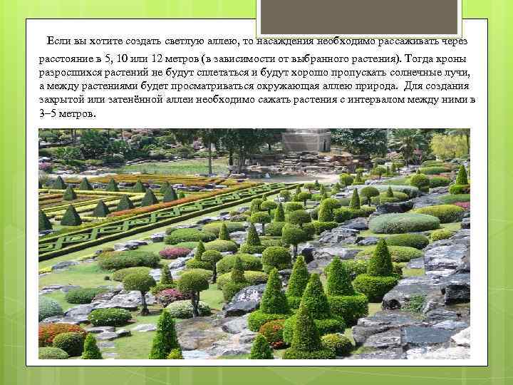  Если вы хотите создать светлую аллею, то насаждения необходимо рассаживать через расстояние в