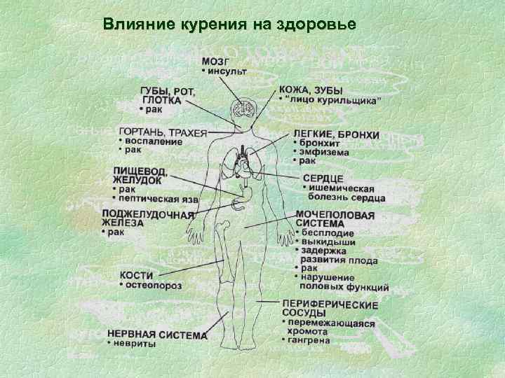 Влияние курения на здоровье 