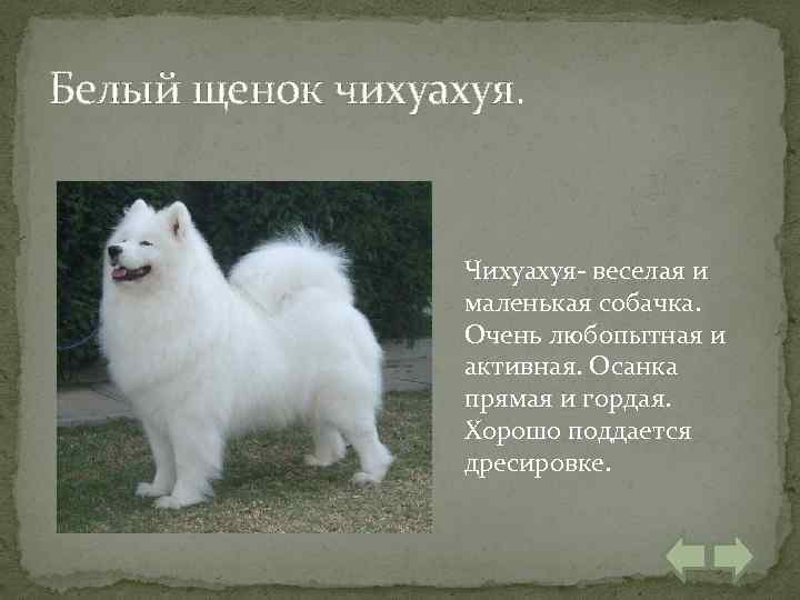 Белый щенок чихуахуя. Чихуахуя- веселая и маленькая собачка. Очень любопытная и активная. Осанка прямая