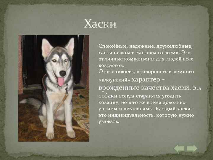 Хаски Спокойные, надежные, дружелюбные, хаски нежны и ласковы со всеми. Это отличные компаньоны для