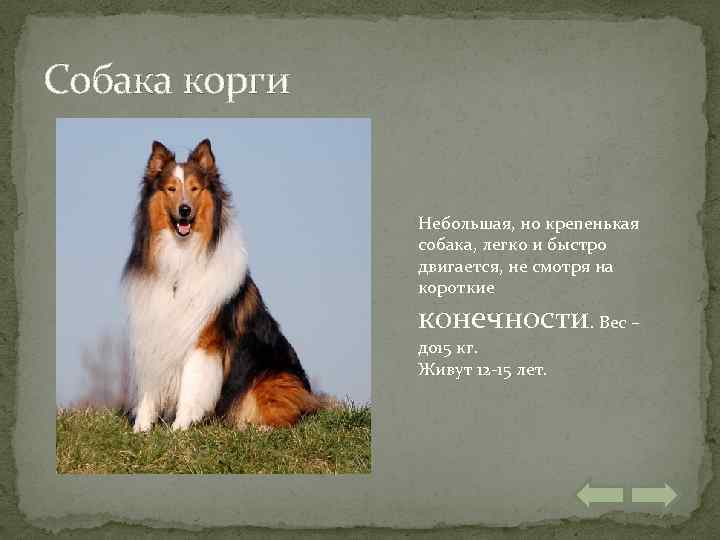 Собака корги Небольшая, но крепенькая собака, легко и быстро двигается, не смотря на короткие