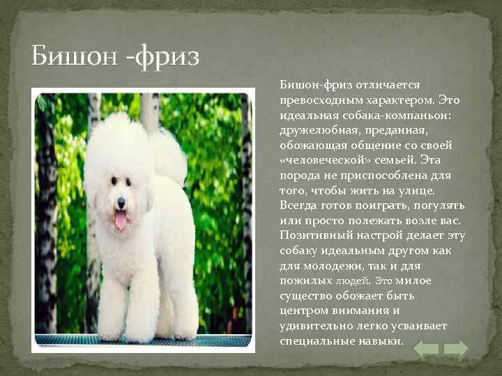 Бишон -фриз Бишон-фриз отличается превосходным характером. Это идеальная собака-компаньон: дружелюбная, преданная, обожающая общение со