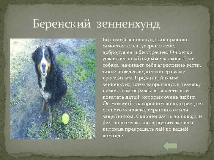 Беренский зенненхунд Бернский зенненхунд как правило самостоятелен, уверен в себе, добродушен и бесстрашен. Он