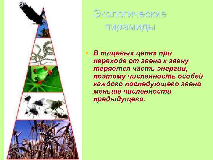 Экологические пирамиды § В пищевых цепях при переходе от звена к звену теряется часть