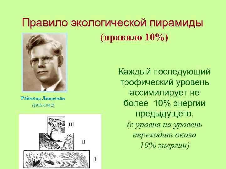 Правило экологической пирамиды (правило 10%) Раймонд Линдеман (1915 -1942) Каждый последующий трофический уровень ассимилирует