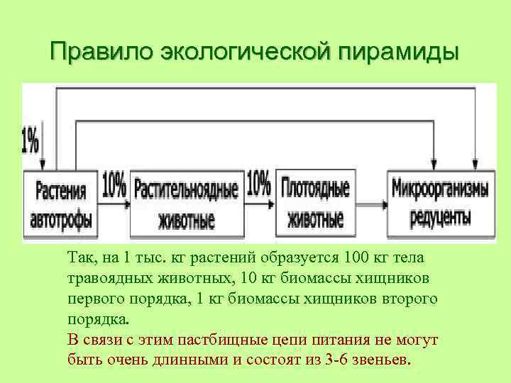 Правило экологической пирамиды Так, на 1 тыс. кг растений образуется 100 кг тела травоядных